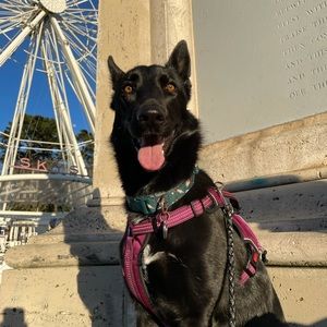 Meet your Posher, Jaylah